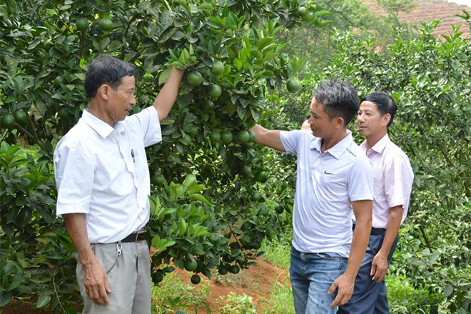 Anh Đỗ Quang Trọng (thứ hai, bên phải) giới thiệu mô hình trồng cam với lãnh đạo xã.